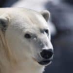 A close-up of a polar bear's face.