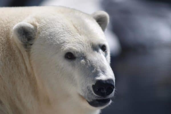 A close-up of a polar bear's face.