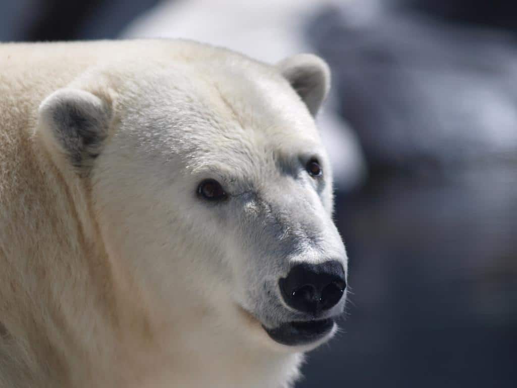 Close up of a polar bear's face