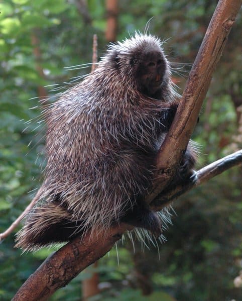 Porcupine Quills Can Kill, Smart News
