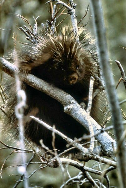 Porcupine climbing a tree