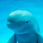 Harbor porpoise