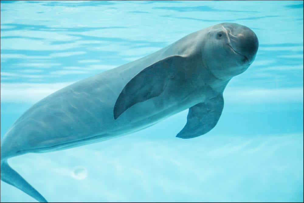 A porpoise swimming and looking at the camera