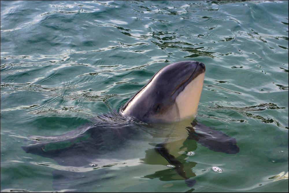 Porpoise Animal Facts | AZ Animals