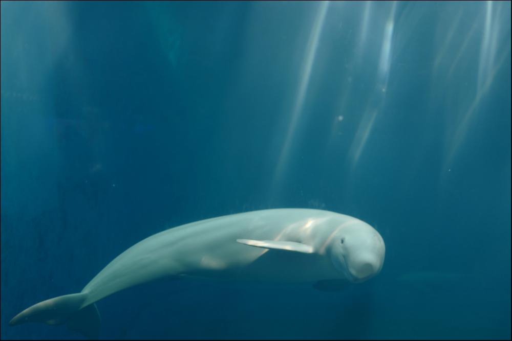 Porpoise (Phocoenidae)