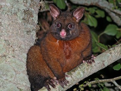 Wildlife in Tasmania - Types of Tasmanian Animals - AZ Animals