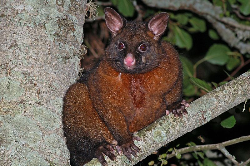 opossum pet