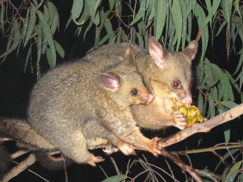 Two brown/grey possums startling a tree limb. The possum to the right in the frame is eating fruit, as the possum on the left looks on. It is nighttime ant it is obvious that the photographer used a flash. some greenery in a otherwise dark background.
