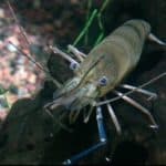 Predatory crustaceans