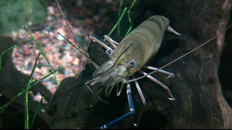 Big Shrimps In Fishing Net Prawns Are A Common Name For Small Aquatic  Crustaceans With An Exoskeleton And Ten Legs Some Of Which Can Be Eaten  Other Names Jumbo And King Shrimp