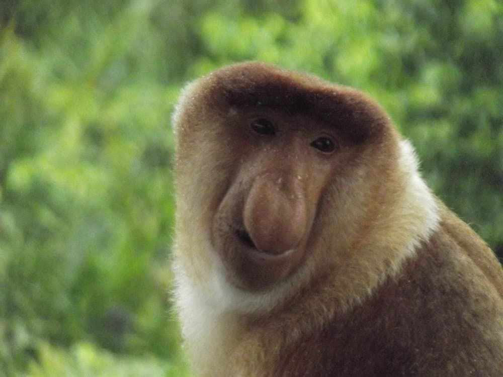 proboscis monkey