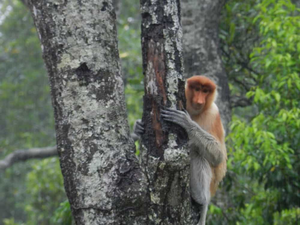 Endangered Efforts: Proboscis Monkey - A-Z Animals