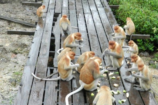 Proboscis Monkey troop at Labuk Bay, Sabah