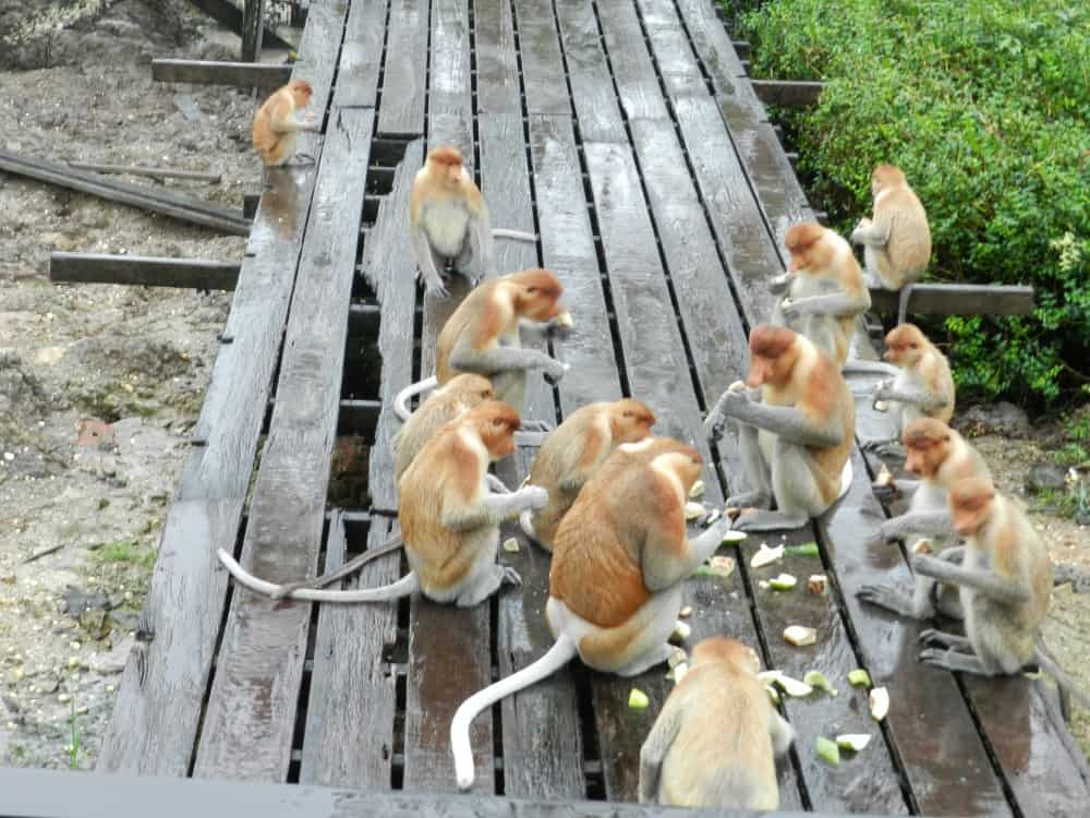 Study: Monkeys are much smarter than we thought they were •