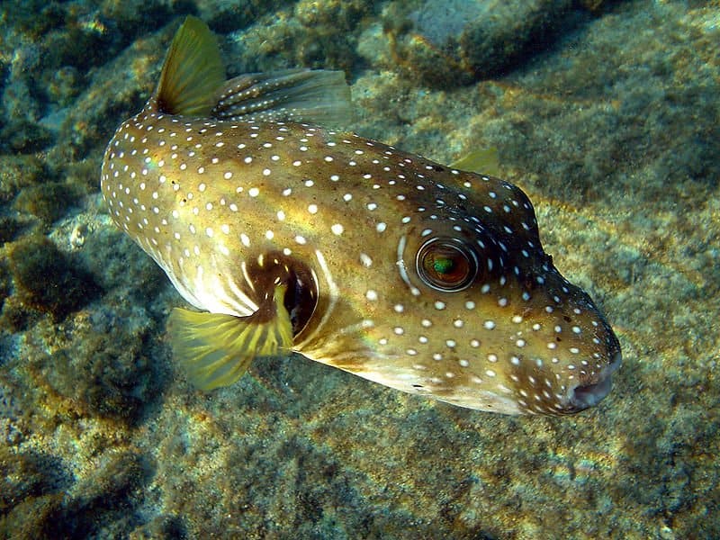 Spikefish Species in Pufferfish World