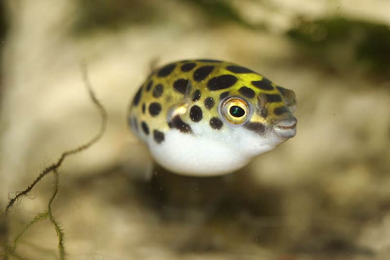 Pufferfish swimming over sand