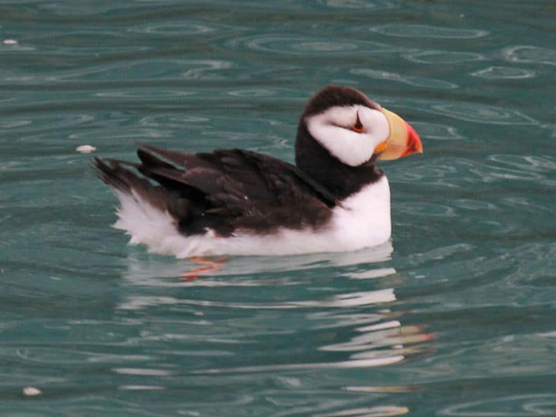 5 Reasons Puffins Win At Love