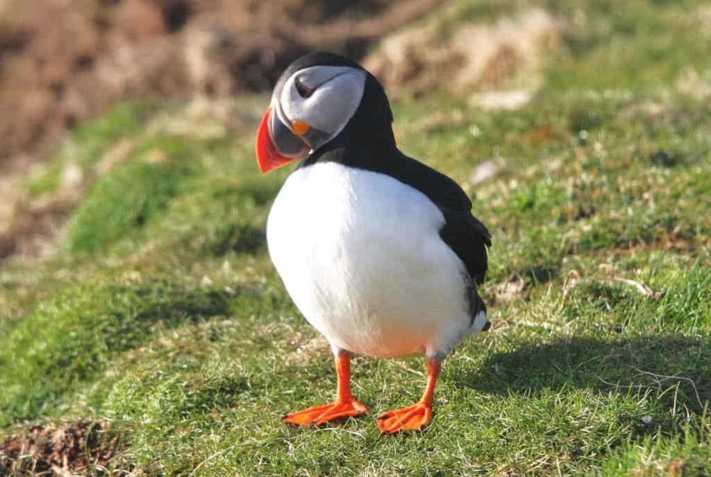 5 Reasons Puffins Win At Love