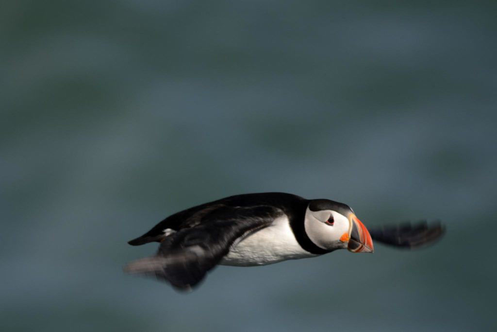 Flying puffin