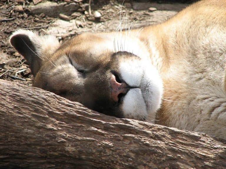 Puma Sleeping - Puma concolor