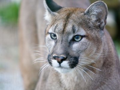 A Puma