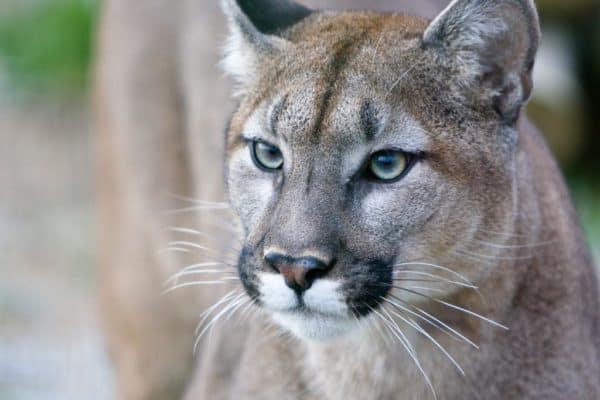 A close-up of a Puma's face.