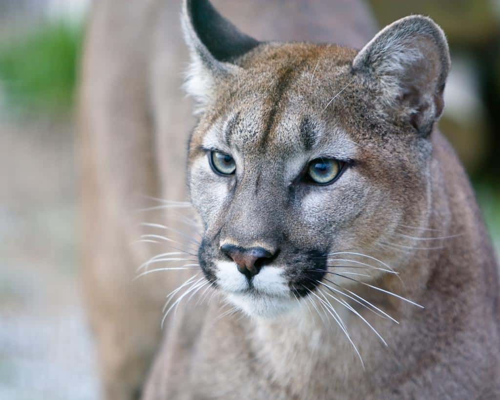 alcanzar mundo visitante Puma Animal Facts | Felis concolor - AZ Animals