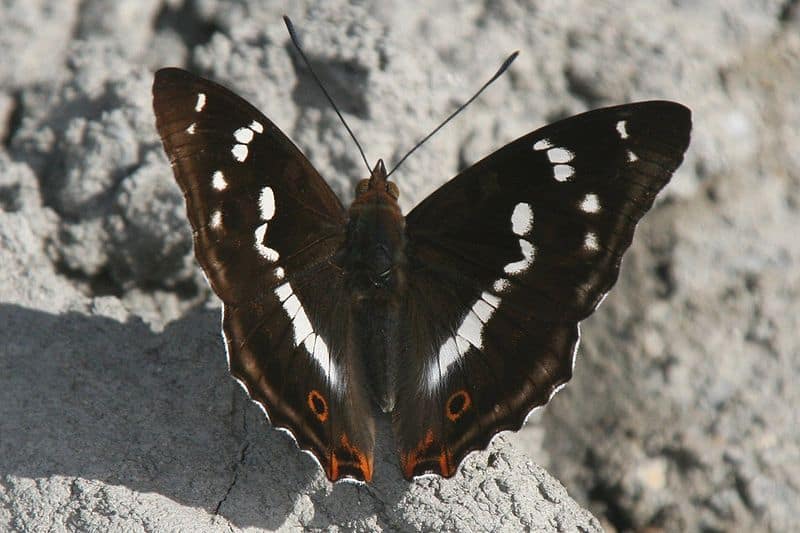 Purple emperor butterfly guide: how to identify, what they eat, and when  and where to see them - Discover Wildlife