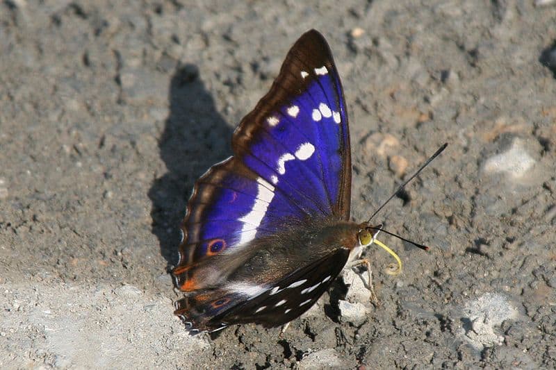 Purple emperor butterfly guide: how to identify, what they eat