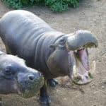 Pygmy Hippopotamus