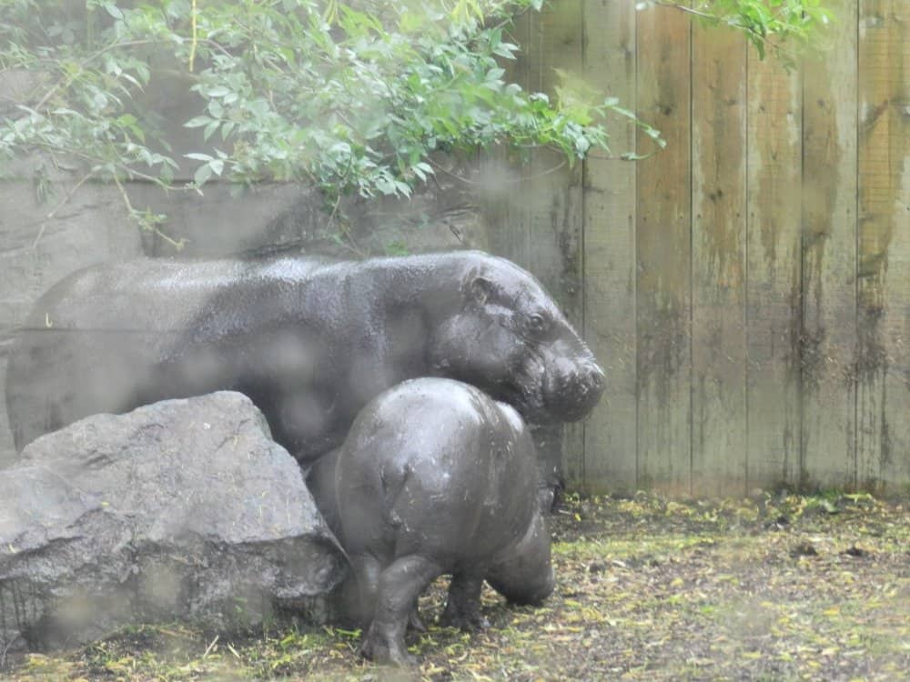 pygmy hippopotamus as pets