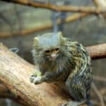Pygmy marmoset