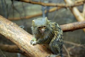 Pygmy Marmoset on a branch