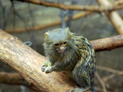 A Pygmy Marmoset (Finger Monkey)