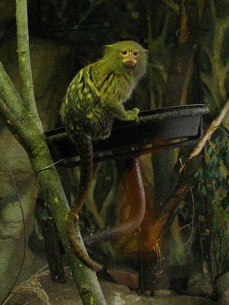 Pygmy Marmoset in a zoo