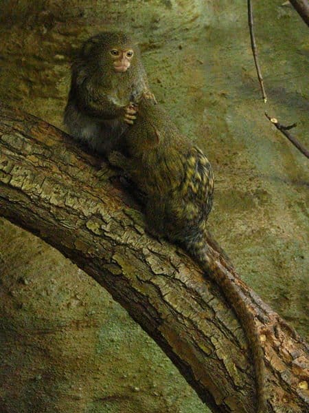 Two Pygmy Marmoset grooming each other