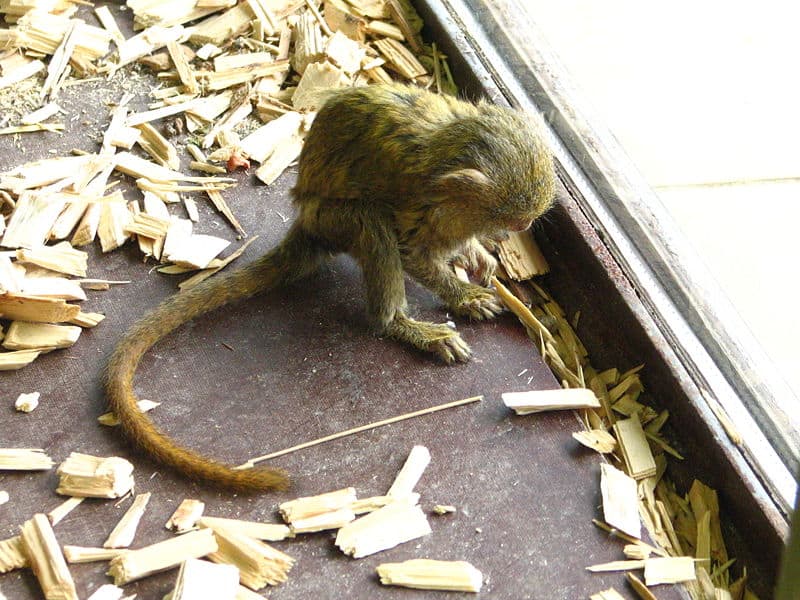 Pygmy Marmoset eating in a zoo