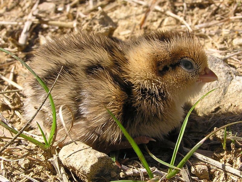 Californian quail chick