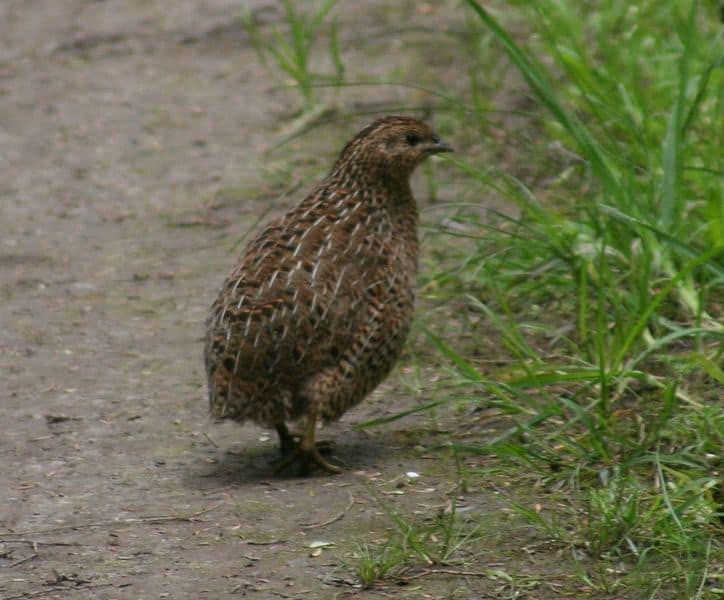 Brown Quail (Coturnix ypsilophorus), Tiritiri Matangi Island, New Zealand