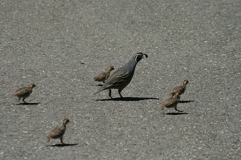 California Quail (Callipepla californica) with young