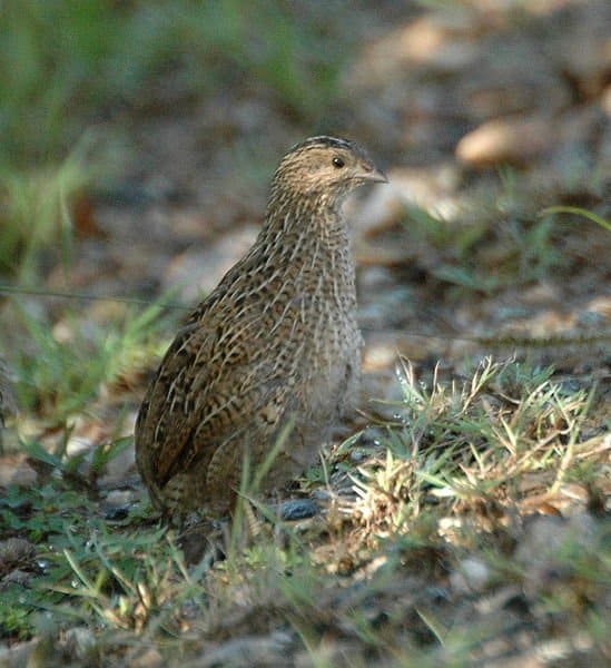 Brown Quail (Coturnix ypsilophora) Dayboro, SE Queensland, Australia