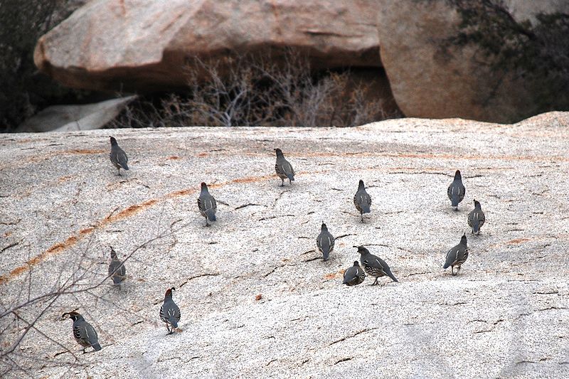 Group of Gambel's Quails (Callipepla gambelii) in Joshua Tree National Park