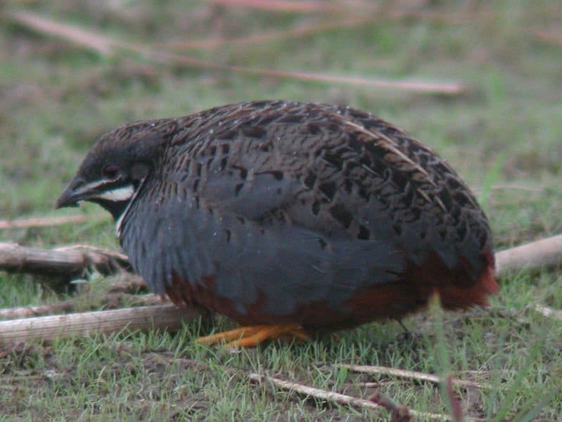 Male Blue-breasted Quail (Coturnix chinensis)