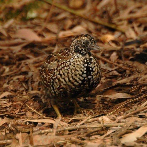 Black-breasted Button-quail