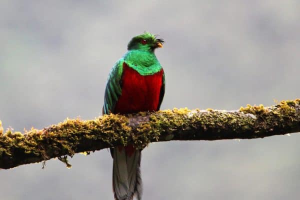 Quetzal Bird Facts | Pharomachrus, Euptilotis | AZ Animals