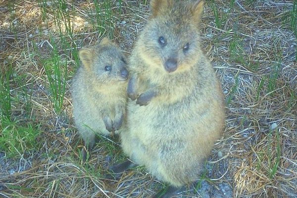 Quokka Animal Facts | Setonix brachyurus | AZ Animals