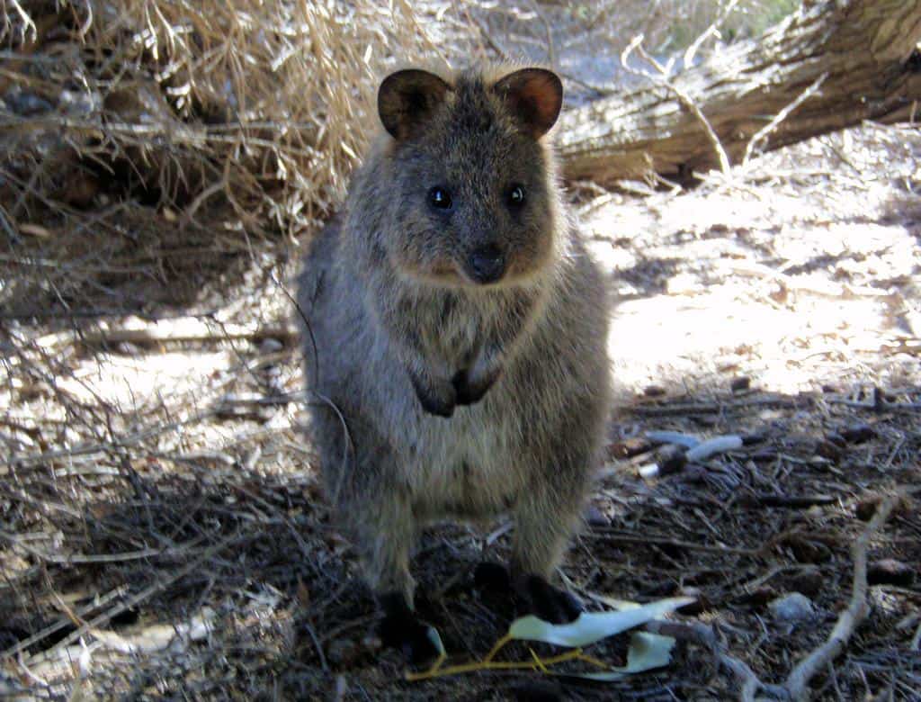 Sad Quokka