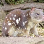 Quolls