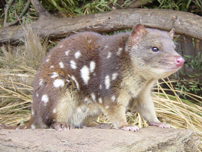 Quoll Picture