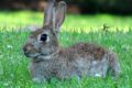 Rabbit in grass